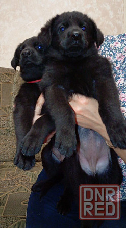 Щенки немецкой овчарки (Черные) Макеевка - изображение 3