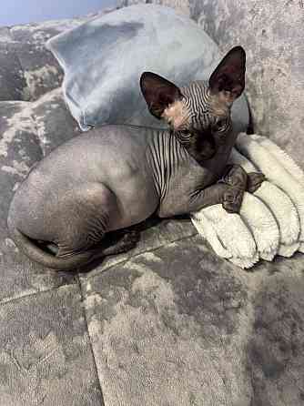 Канадский сфинкс, доставка! Донецк