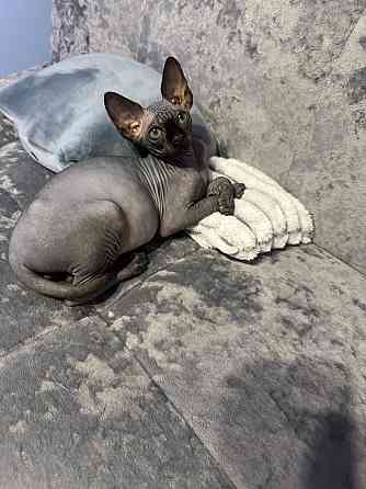 Канадский сфинкс, доставка! Донецк