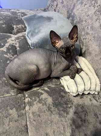 Канадский сфинкс, доставка! Донецк