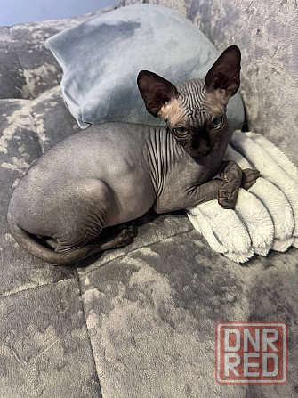 Канадский сфинкс, доставка! Донецк - изображение 1