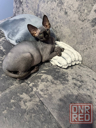 Канадский сфинкс, доставка! Донецк - изображение 3