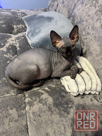 Канадский сфинкс, доставка! Донецк - изображение 2