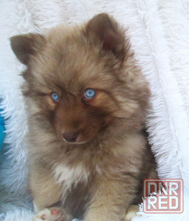 Донецкий мини медведик. Донецк - изображение 6