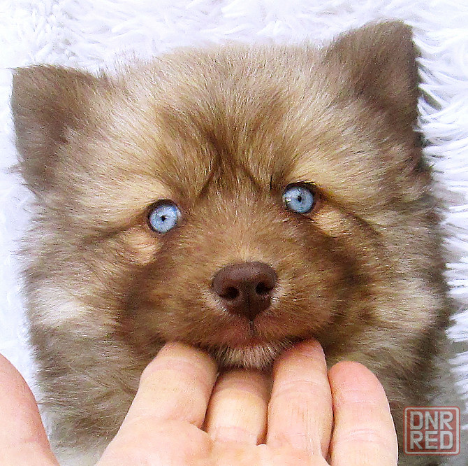 Донецкий мини медведик. Донецк - изображение 4