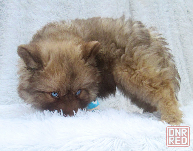 Донецкий мини медведик. Донецк - изображение 5