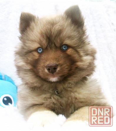 Донецкий мини медведик. Донецк - изображение 3