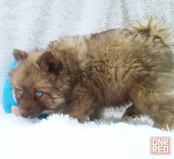 Донецкий мини медведик. Донецк - изображение 7