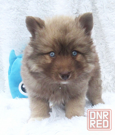 Донецкий мини медведик. Донецк - изображение 8