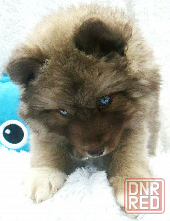 Донецкий мини медведик. Донецк - изображение 2