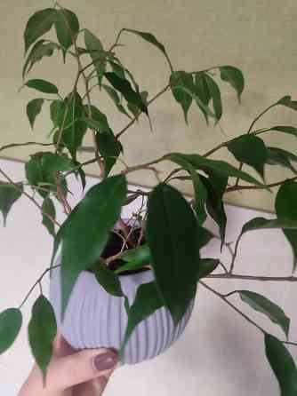 Фикус Бенджамина Донецк