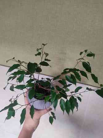 Фикус Бенджамина Донецк