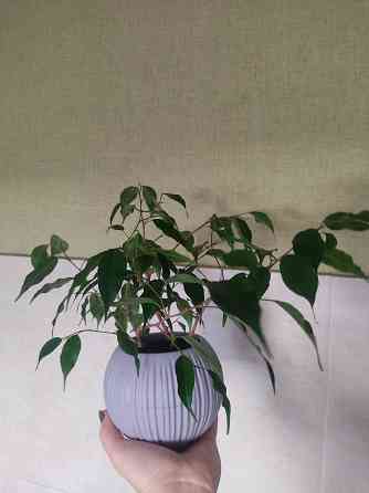 Фикус Бенджамина Донецк