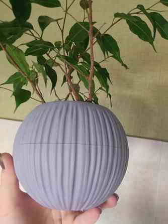 Фикус Бенджамина Донецк