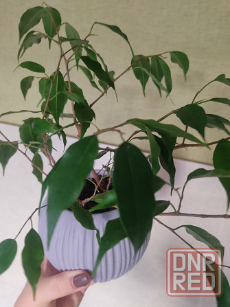Фикус Бенджамина Донецк - изображение 3