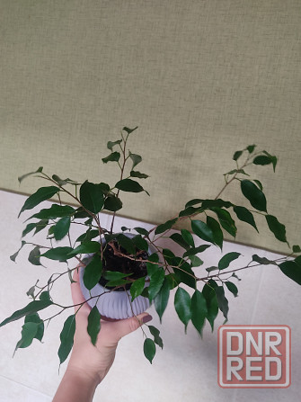 Фикус Бенджамина Донецк - изображение 2