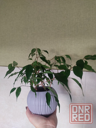 Фикус Бенджамина Донецк - изображение 1