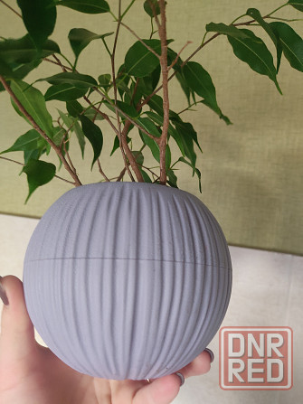 Фикус Бенджамина Донецк - изображение 4