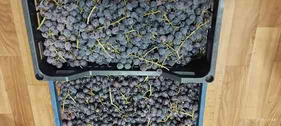 Винный виноград "Изабелла" Донецк