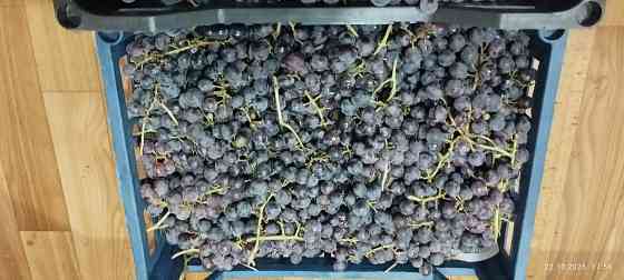 Винный виноград "Изабелла" Донецк