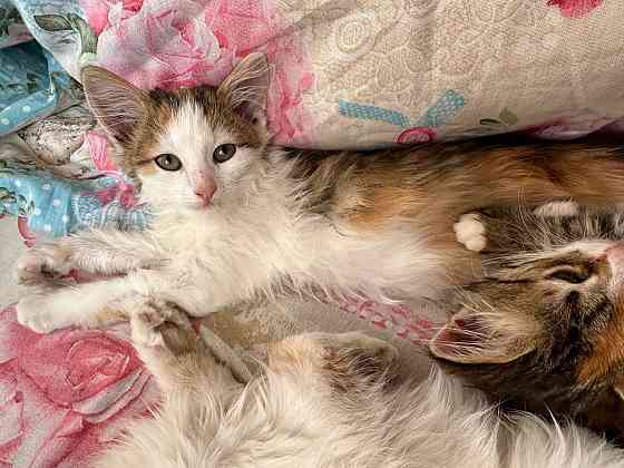 Отдам в хорошие руки котята милашки Донецк
