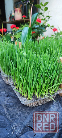 Пшеница микрозелень Макеевка - изображение 5