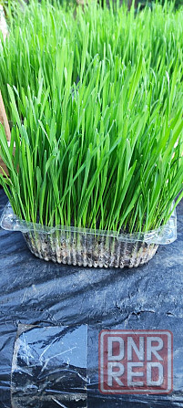 Пшеница микрозелень Макеевка - изображение 6