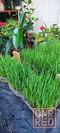 Пшеница микрозелень Макеевка - изображение 1