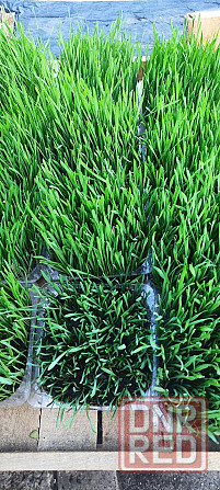 Пшеница микрозелень Макеевка - изображение 4