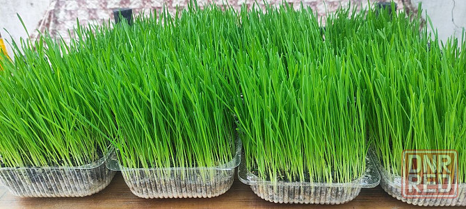 Пшеница микрозелень Макеевка - изображение 3