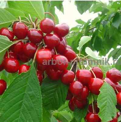 Плодовые деревья и плодовые крупномеры (большемеры) взрослые деревья из питомника Москва