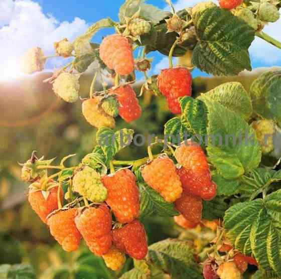 Плодовые деревья и плодовые крупномеры (большемеры) взрослые деревья из питомника Москва