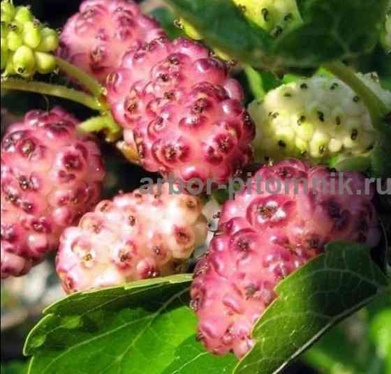 Плодовые деревья и плодовые крупномеры (большемеры) взрослые деревья из питомника Москва