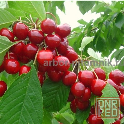 Плодовые деревья и плодовые крупномеры (большемеры) взрослые деревья из питомника Москва - изображение 5