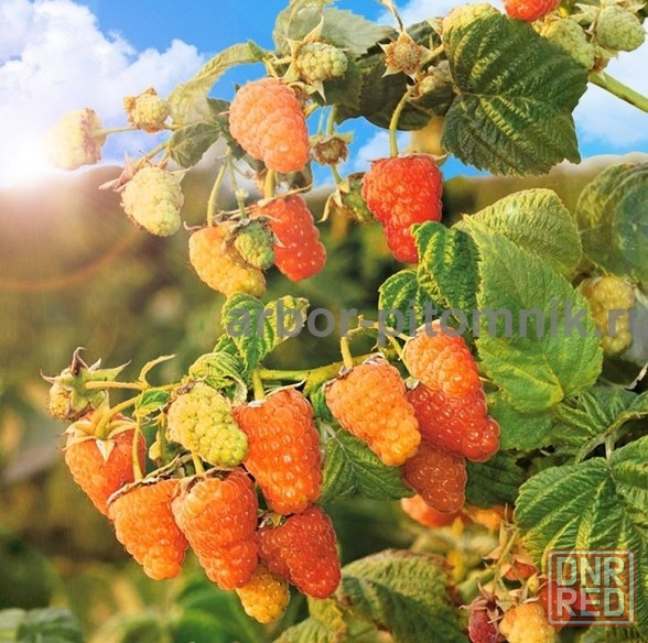 Плодовые деревья и плодовые крупномеры (большемеры) взрослые деревья из питомника Москва - изображение 2