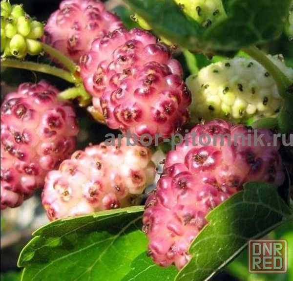 Плодовые деревья и плодовые крупномеры (большемеры) взрослые деревья из питомника Москва - изображение 6