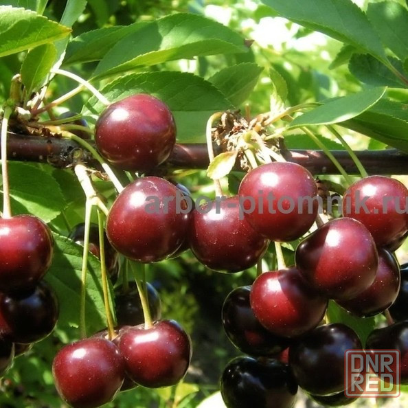 Плодовые деревья и плодовые крупномеры (большемеры) взрослые деревья из питомника Москва - изображение 3