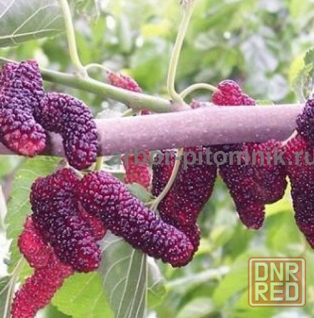 Плодовые деревья и плодовые крупномеры (большемеры) взрослые деревья из питомника Москва - изображение 8