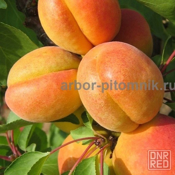 Плодовые деревья и плодовые крупномеры (большемеры) взрослые деревья из питомника Москва - изображение 7