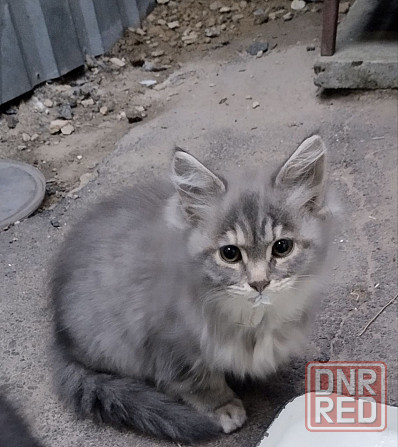 Отдам котят в хорошие руки Донецк - изображение 4
