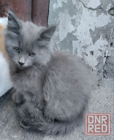 Отдам котят в хорошие руки Донецк - изображение 1