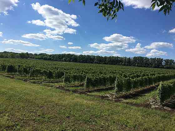Продаётся агропредприятие по выращиванию малины и клубники, Старобешевский р-н. Старобешево