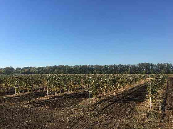 Продаётся агропредприятие по выращиванию малины и клубники, Старобешевский р-н. Старобешево