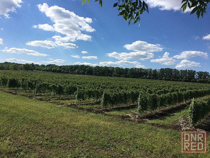 Продаётся агропредприятие по выращиванию малины и клубники, Старобешевский р-н. Старобешево - изображение 4
