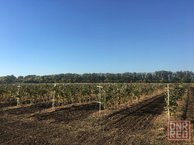 Продаётся агропредприятие по выращиванию малины и клубники, Старобешевский р-н. Старобешево - изображение 5