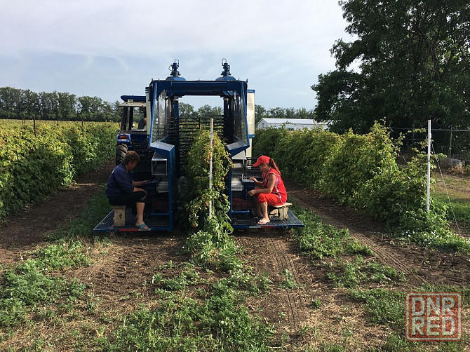 Продаётся агропредприятие по выращиванию малины и клубники, Старобешевский р-н. Старобешево - изображение 7
