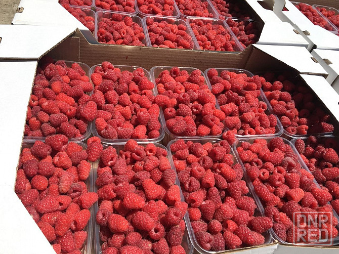 Продаётся агропредприятие по выращиванию малины и клубники, Старобешевский р-н. Старобешево - изображение 8