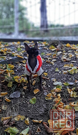 Щенок русский той терьер Донецк - изображение 4