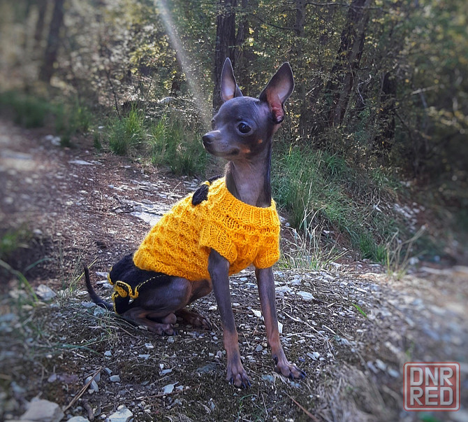 Щенок русский той терьер Донецк - изображение 3