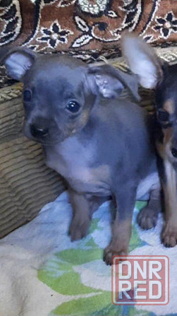 Щенок русский той терьер Донецк - изображение 2